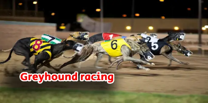 greyhoundracing